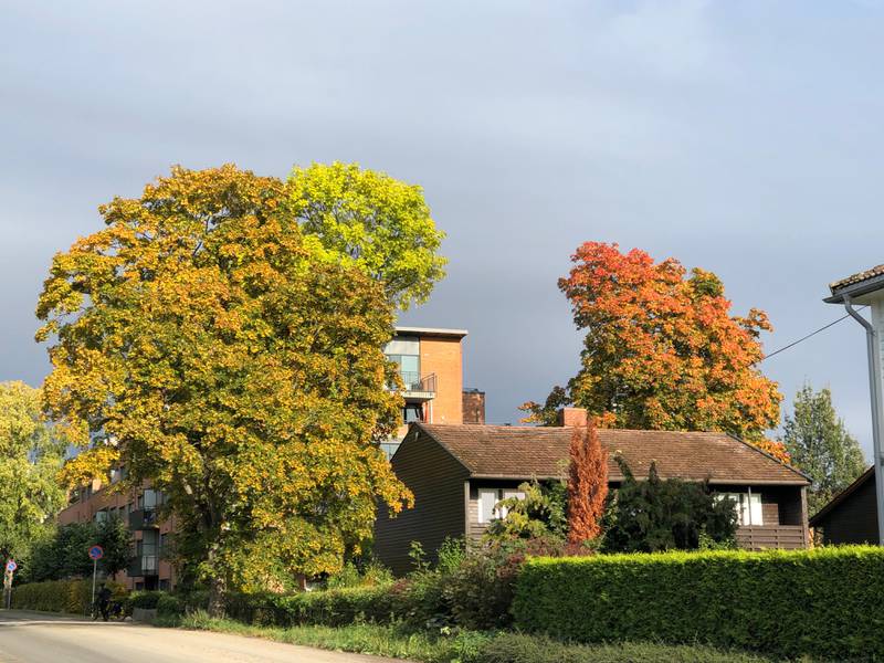Bildet viser to store trær innimellom bolighus. Det ene treet er ganske grønt. Det andre har rødlige og oransje farger på bladene.
