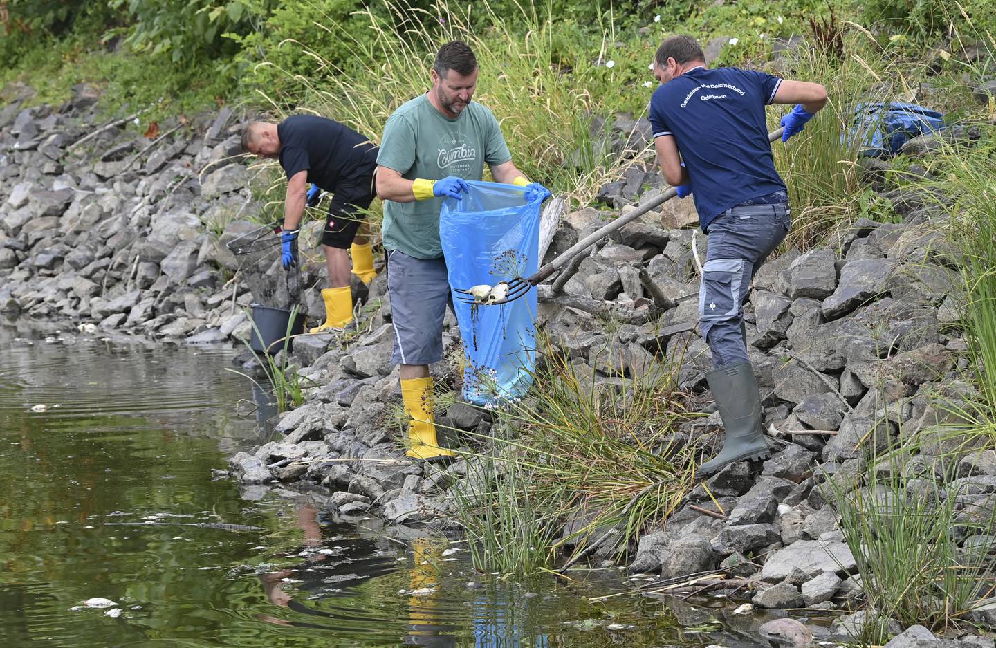 Frivillige deltar i arbeidet med å rydde bort store mengder død fisk langs elven Oder, som renner langs grensen mellom Pole og Tyskland. Foto: Patrick Pleul / DPA / AP / NTB