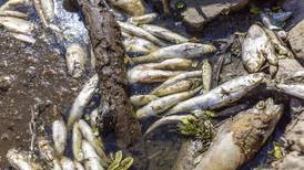Forurensing har ført til at masse fisk dør