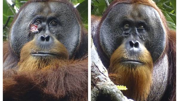 Gjorde orangutangen Rakus seg selv frisk? 