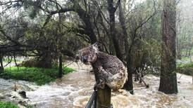 Koala rømmer fra flommen