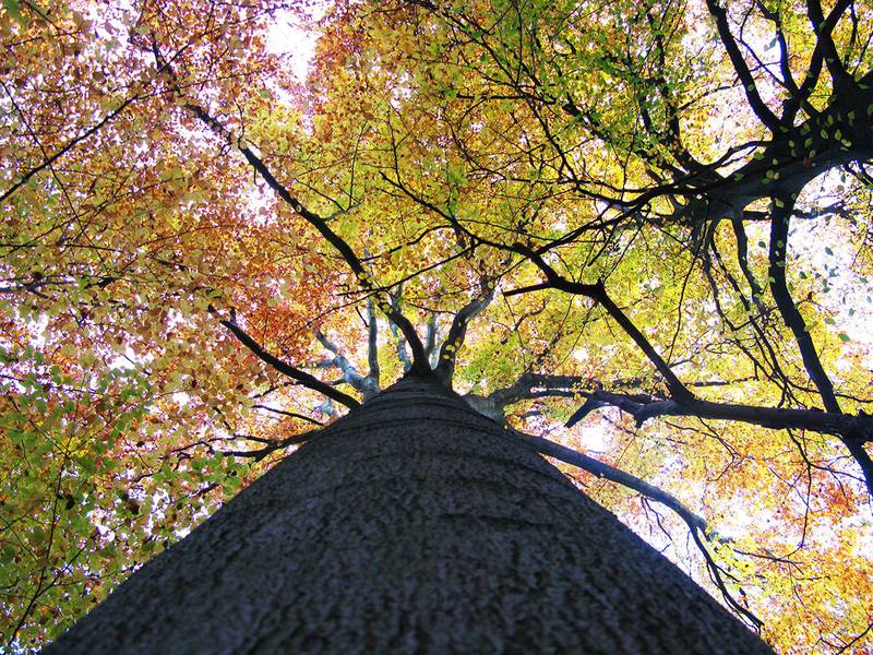 Bildet viser et tre sett nedenfra med blader i grønt, gult og rødt. Høsten er en tid da planter og trær gjør seg klare til å hvile gjennom vinteren. 