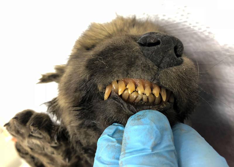 Bildet viser tennene til valpen.