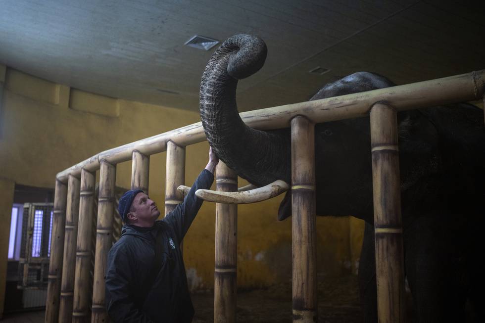 En elefant får trøst ved dyrehagen i Kyiv. Foto: Emilio Morenatti / AP / NTB