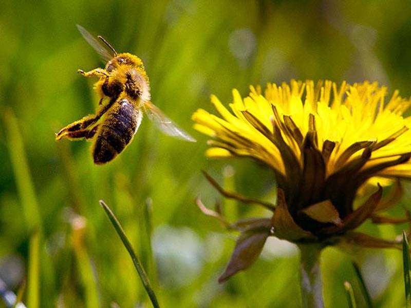 Bildet viser en bie med pollen. Den flyr ved en løvetann i Frankfurt i Tyskland. Nesten 10 prosent av alle insekter er i fare for å blir utryddet.