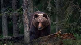 Ber om bjørnebæsj fra påskefjellet