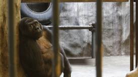 Kjemper for at gorillaen Bua Noi skal bli fri