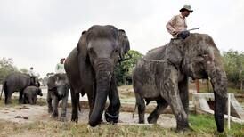 Sumatra-elefanten lever farlig
