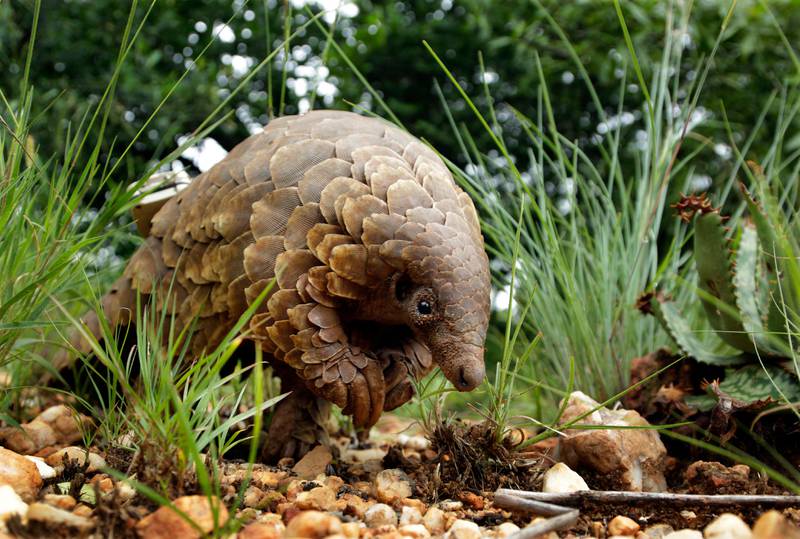 In this photo taken on Friday, Feb. 15, 2019, a  pangolin looks for food on a private property in Johannesburg, South Africa. As World Pangolin Day is marked around the globe, Saturday, some conservationists in South Africa are working to protect the endangered animals, including caring for a few that have been rescued from traffickers. (AP Photo/Themba Hadebe)