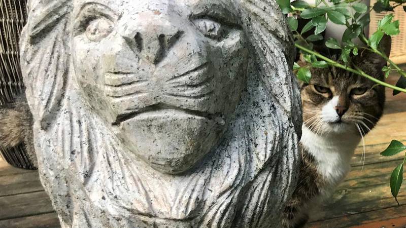 Bildet viser katten Lizzy som titter fram bak en statue av en løve.
