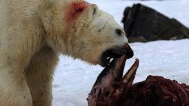 Isbjørn spiser delfiner