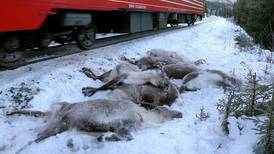Over 100 reinsdyr ble påkjørt av toget