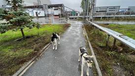 Kan vi lære av hundene i Tsjernobyl?