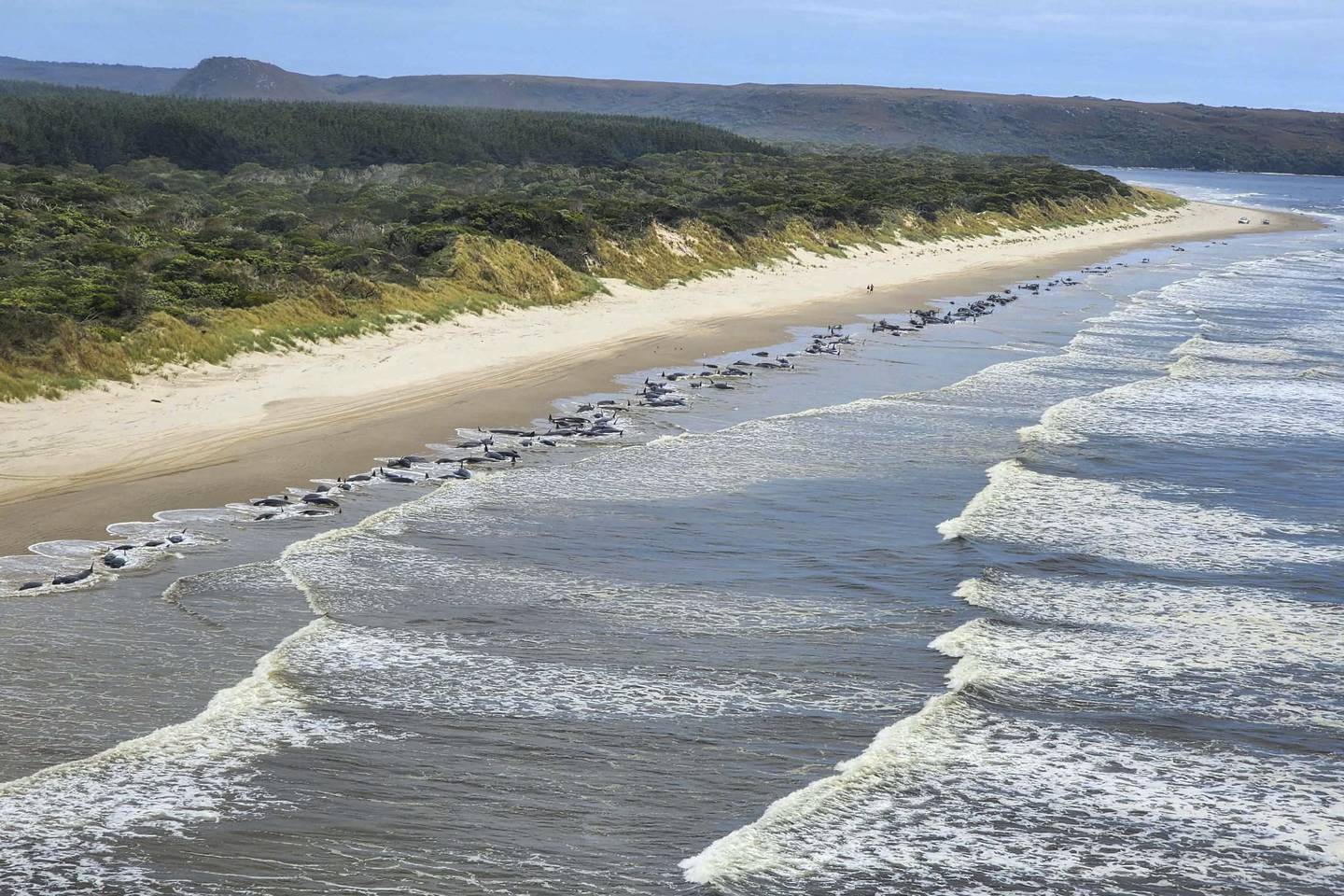 Rundt 230 grindhvaler er strandet på vestkysten av Tasmania onsdag. Foto: Natur- og miljødepartementet på Tasmania / AP / NTB