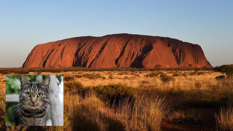 Bildet viser Ayers Rock i Australia. Et mindre bilde viser en katt.