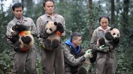 Populære pandaer 