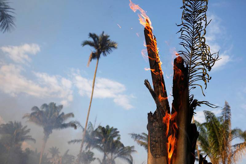 Skogen er borte i en del av Amazonas. Rester av et tre som brenner står igjen.