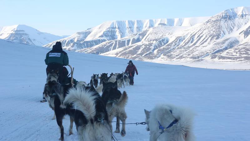 Bildet viser hunder i slede på Svalbard.