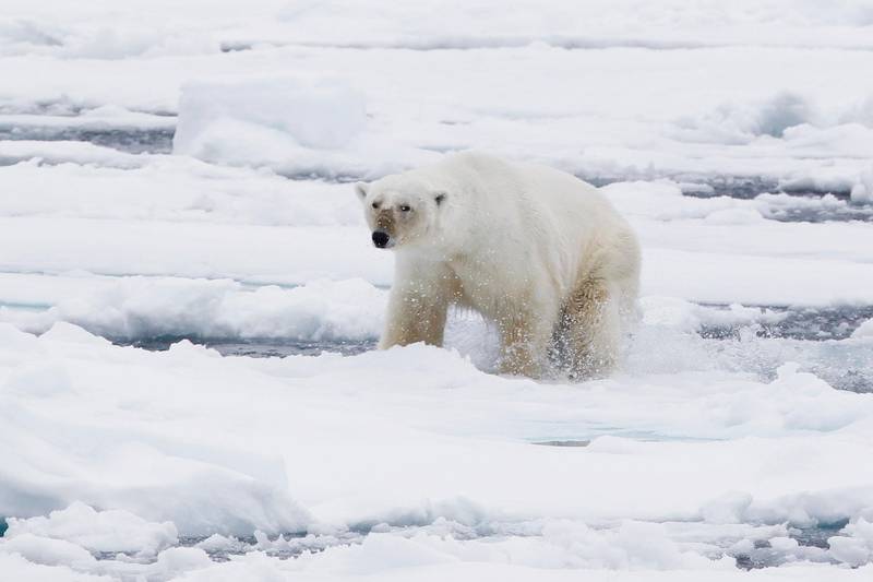 Bildet viser en isbjørn som plasker i smeltet vann på Svalbard.