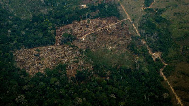 Bildet er tatt fra lufta og viser et område regnskog som er ryddet bort.