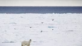 Skremte isbjørn – får 12.000 kroner i bot