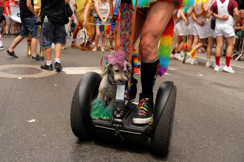 Bildet viser en liten hund som er pyntet med regnbuens farger. Hunden sitter på en ståhjuling. Eieren har sko med regnbuesnører.