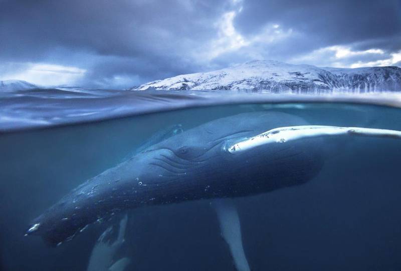 Bildet viser hval som leker seg i fjord i Norge.