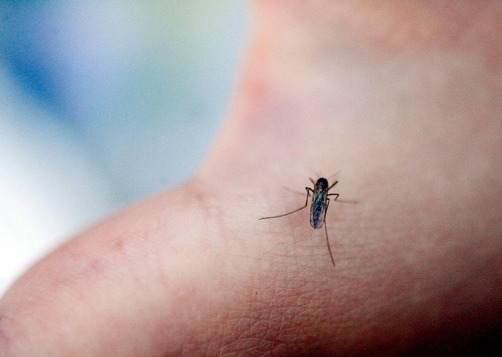 Bildet viser en mygg som stikker et menneske. Mange nordmenn blir stukket av mygg om sommeren. I år er det trolig mer mygg enn normalt. 