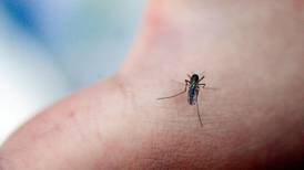 Har du merket at det er mer mygg i år?