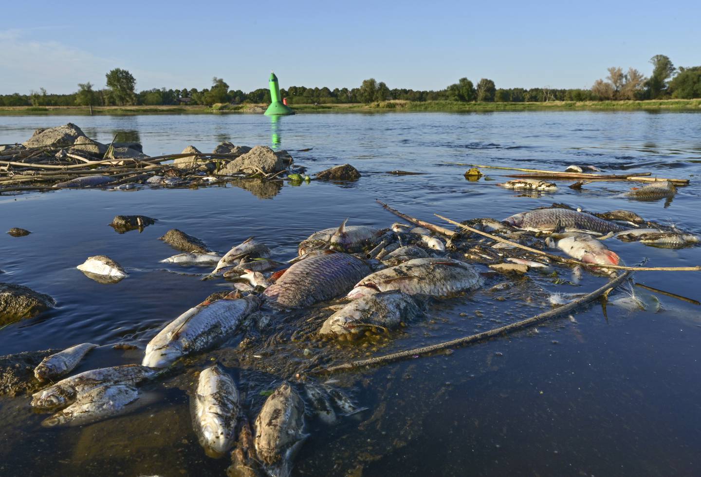 Tonnevis av død fisk har skylt inn på breddene langs grenseelven Oder de siste ukene. Årsaken til massedøden er ikke kjent ennå. Foto: Patrick Pleul / DPA / AP / NTB