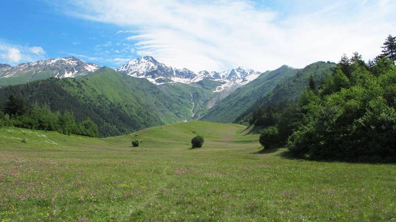 Bildet viser fjellet Banguriani i Svaneti. Foran fjellet er det en grønn eng. Den er full av blomster.