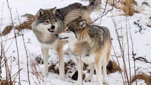 Ulven splitter Norge