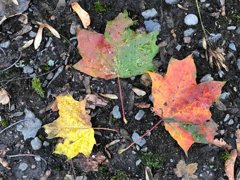 Bildet viser tre blader i grønt, gult og rødt. Disse tre bladene viser hva som skjer om høsten. Det grønne klorofyllet i bladene brytes ned. Da vises de andre fargene som allerede finnes i bladet.