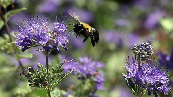 Europas største bie er oppdaget i Norge