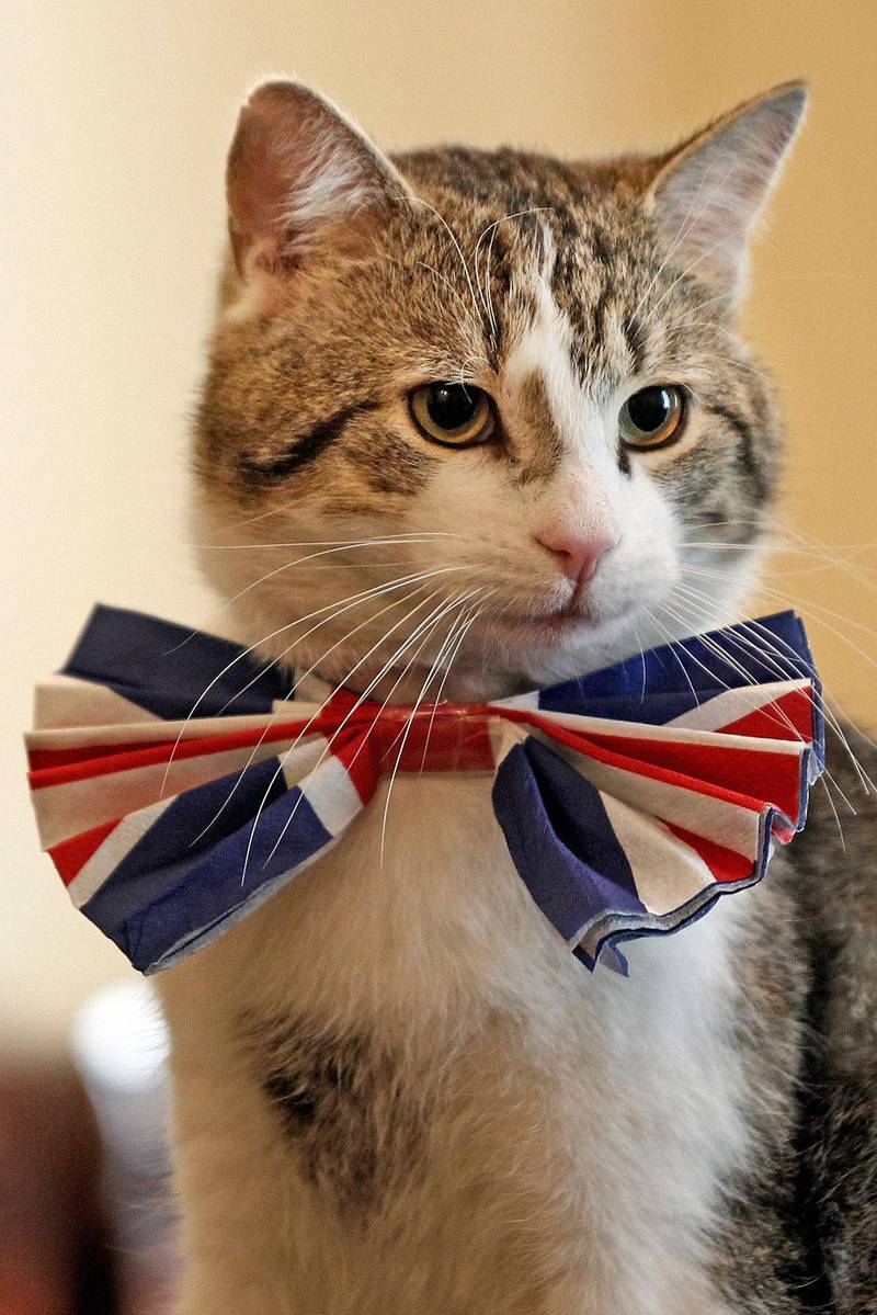 Bildet viser katten Larry pyntet med sløyfe i fargene til det britiske flagget.