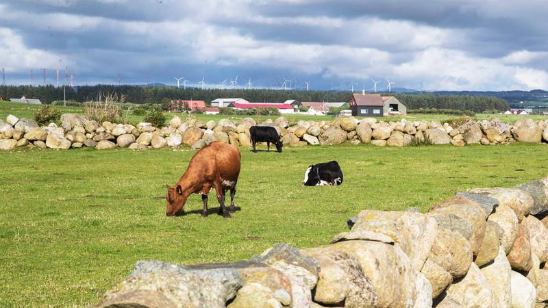 Bildet viser kyr som gresser ved en gård på Jæren i Rogaland. I bakgrunnen ses vindmøller.