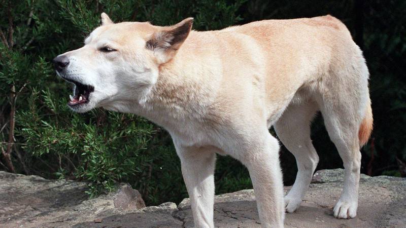 Bildet viser en australsk dingo.