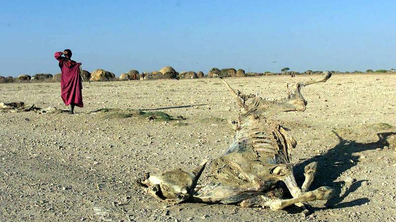 Bildet viser ei død ku i Etiopia. Bildet er fra år 2000.