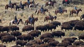 Snart kan flokker av bison løpe rundt i USA igjen