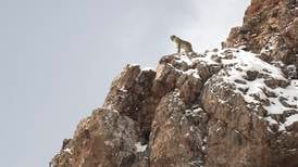 «Jakten» på snøleoparden tok ti år
