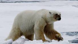 Isbjørn drepte én - fire skadd