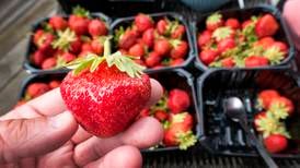 Slik kan prisen på norske jordbær bli