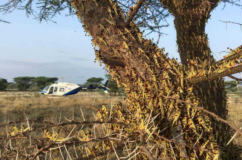 Bildet viser gresshopper som er tett i tett på et tre i Kenya. I bakgrunnen er et helikopter.
