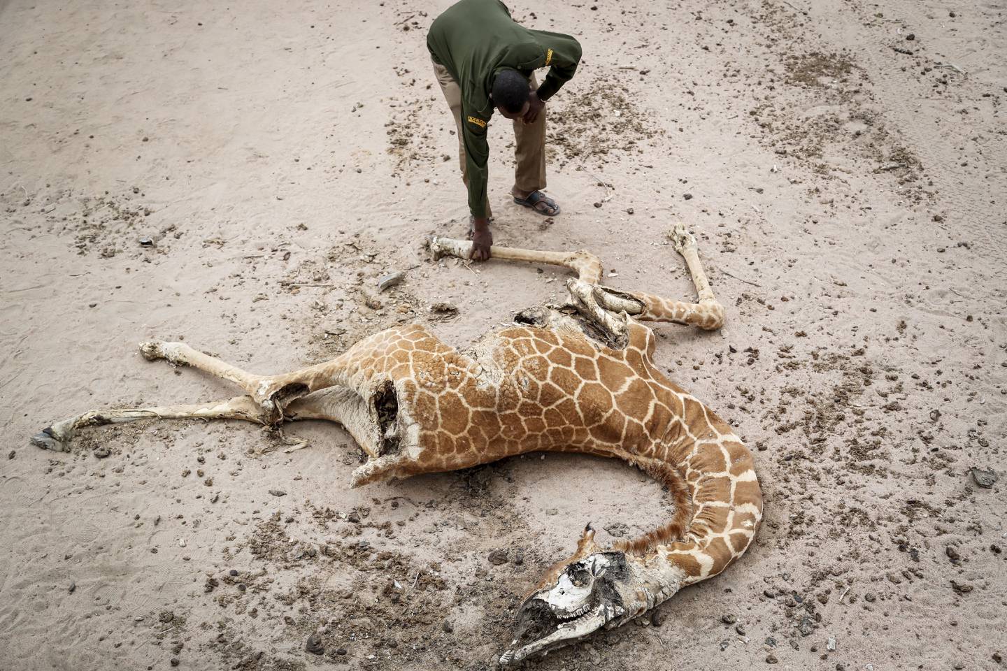 En ansatt i et naturreservat i Kenya ved en sjiraff som døde av sult i et tørkerammet område i fylket Wajir i fjor øst. Foto: Brian Inganga / AP / NTB