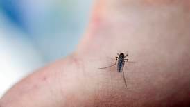 En god nyhet for deg som hater mygg