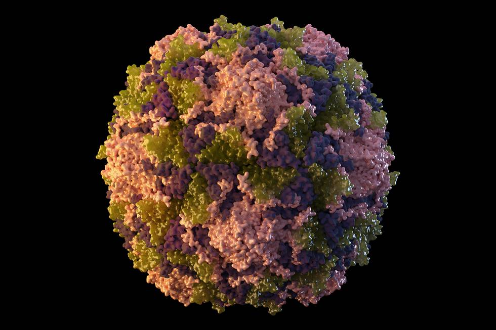 Bildet viser polioviruset. Foto: Sarah Poser, Meredith Boyter Newlove /CDC via AP / NTB