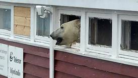 Isbjørn brøt seg inn på hotell 