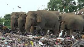 Elefanter dør på søppelfylling på Sri Lanka