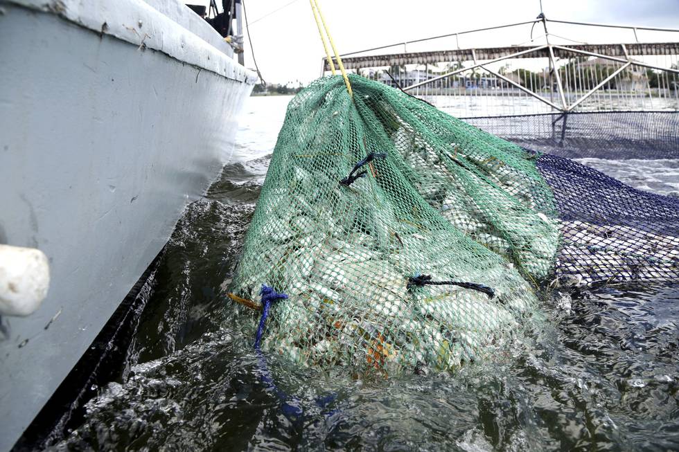 Bildet er av en et nett som er fylt med fisk. Det blir dratt ombord i en båt. Foto: Douglas R. Clifford / AP / NTB