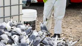 Kan vi bli syke av fugleinfluensa?